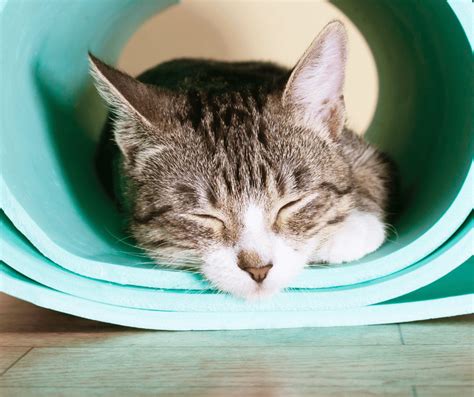 9 Best - A Cooling Mat for Cats That Actually Works