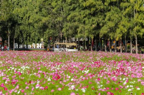 9 Best Flower Fields in Thailand That Will Make Your …