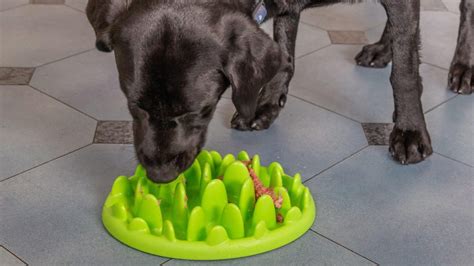 9 Best Slow Feeder Dog Bowls UK - Detailed Guide!