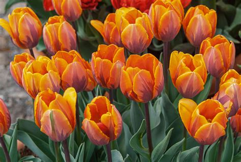 9 Best Tulips to Grow and How to Plant and Care for Them