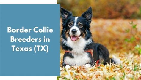 9 Border Collie Breeders in Texas (TX) - AnimalFate