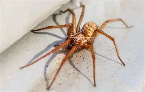 9 Common House Spiders in Ohio (With Photos!)