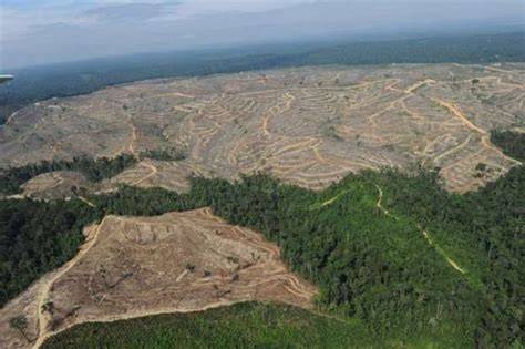 9 Dampak Kerusakan Hutan bagi Manusia - raincitystudios.com