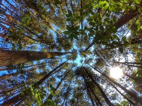 9 Destinasi Hutan Wisata di Indonesia - Traveloka - raincitystudios.com