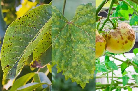 9 Different Types of Plant Fungal Diseases - Pest Control Options