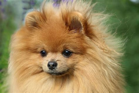 9 Dog Breeds That Look Like Pomeranians (With Pictures)