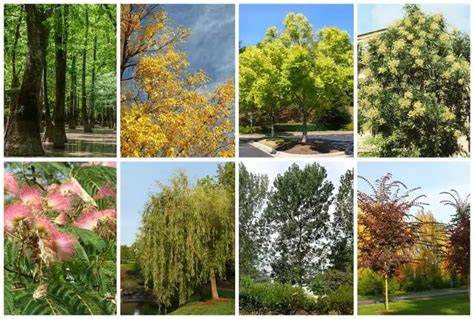 9 Evergreen Privacy Trees for USDA Zone 10 - Tree … - raincitystudios.com