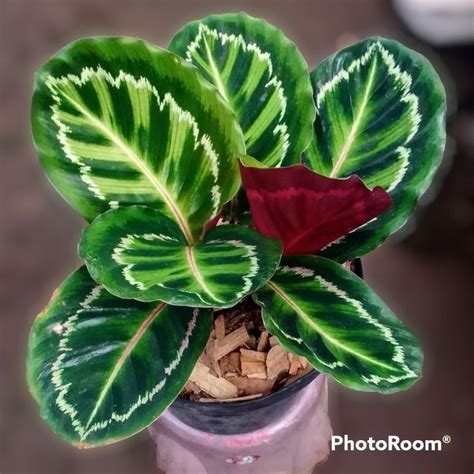 9 Jenis Tanaman Hias Calathea & Cara Merawatnya