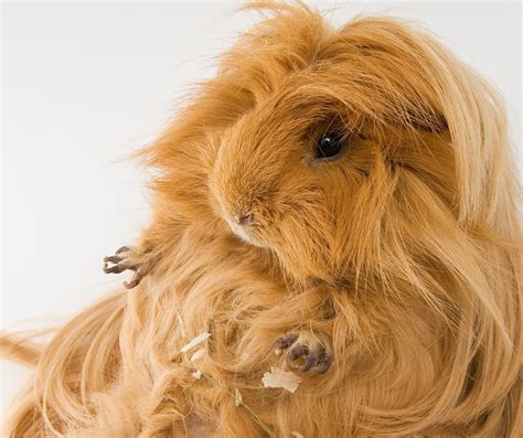 9 Long-haired Guinea Pig Breeds (Plus Tips to care for their Long Hair …