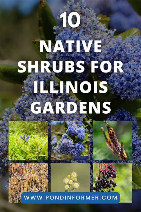 9 native Illinois shrubs for sun and shade - raincitystudios.com