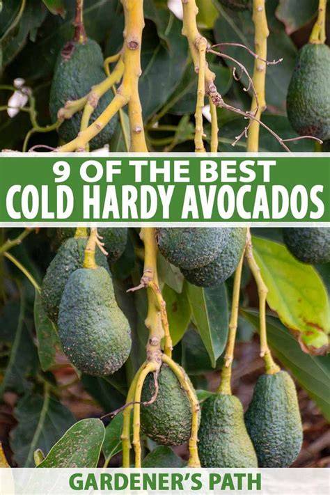 9 of the Best Cold-Hardy Avocado Trees - Gardener's Path - raincitystudios.com
