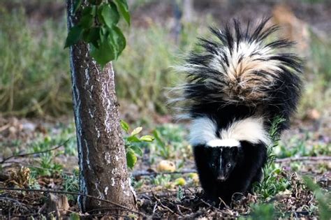 9 Skunk Spiritual Meanings and Spirit Animal Symbolism