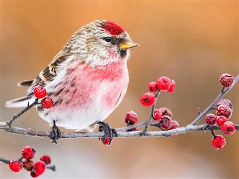 9 Small Red Bird Species You Might See - Birds and Blooms