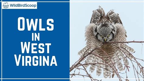 9 Types of Owls in West Virginia (with Pictures)