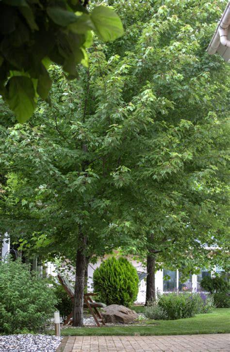9 Ways to Choose Trees for Visual Impact That Transform Your Landscape - raincitystudios.com
