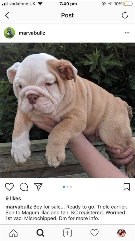 9 Week Old English Bulldog Puppy