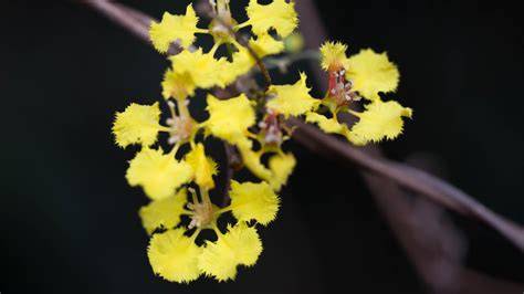 9 Yellow-Flowering Climbing Plants That Pollinators Love - raincitystudios.com