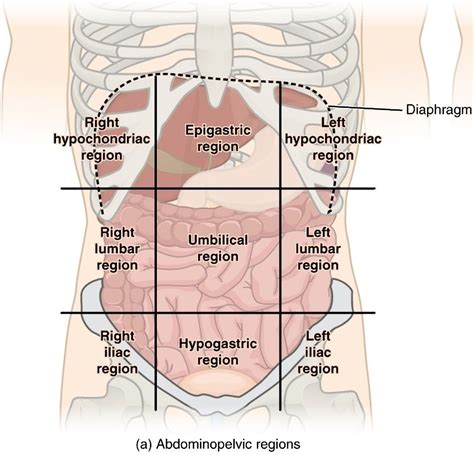 9 Abdominal Areas