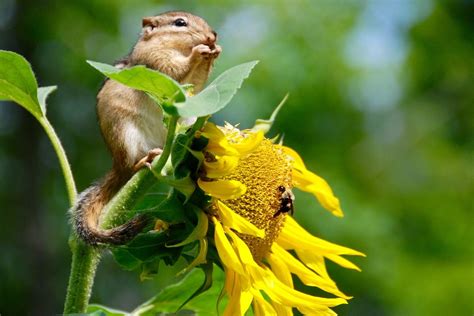 9 Animals That Eat Sunflowers With Pictures Wildlife Animals That Eat Flowers - Animals That Eat Flowers