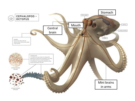 9 Brains Octopus