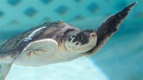 9 Dead 78 Hospitalized After Eating Sea Turtle Math Turtle - Math Turtle