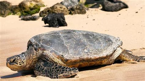 9 Dead 78 Sickened After Eating Sea Turtle Math Turtle - Math Turtle