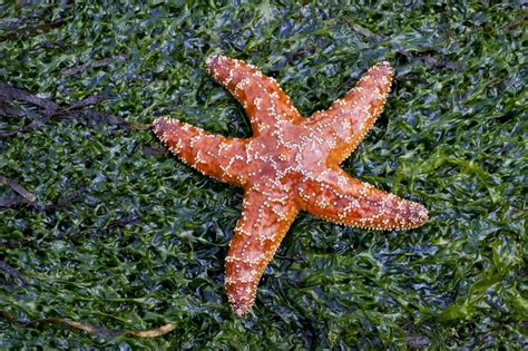 9 Fascinating Facts About Starfish Treehugger Facts About Starfish For Kindergarten - Facts About Starfish For Kindergarten