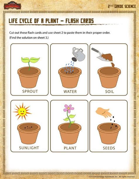 9 Fun Plant Activities For 2nd Grade The Plant Needs Worksheet Second Grade - Plant Needs Worksheet Second Grade