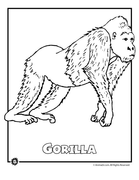 9 Most Endangered Rainforest Animals Coloring Pages Animal Rainforest Animals Coloring Page - Rainforest Animals Coloring Page