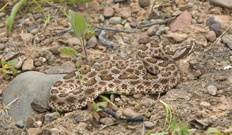 9 rattlesnakes of Texas and how to spot them