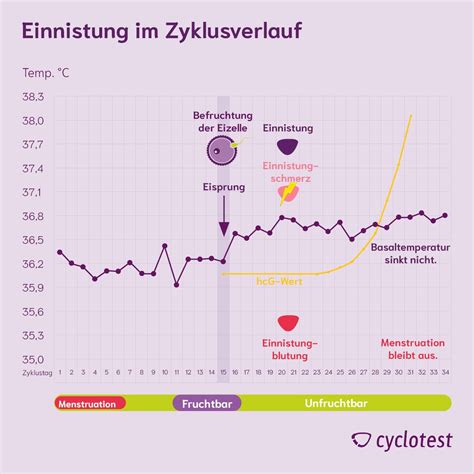 9 tage nach eisprung brustspannen