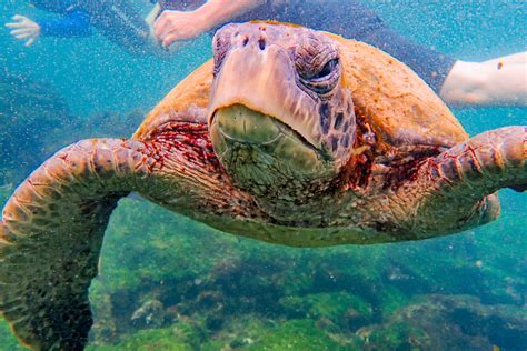 9 things I wish I had known before taking a Galapagos …