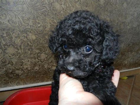 9 week old black standard poodle puppy. The shih tzu-poodle mix, often referred to as a shih-poo, is a hybrid breed created by crossing the shih tzu with a poodle. The two smaller poodle varieties—toy and miniature poodles—are used to cross with the shih tzu, which is also a small breed. Standard poodles are not crossbred with shih tzu because mixing very large breeds with ... 
