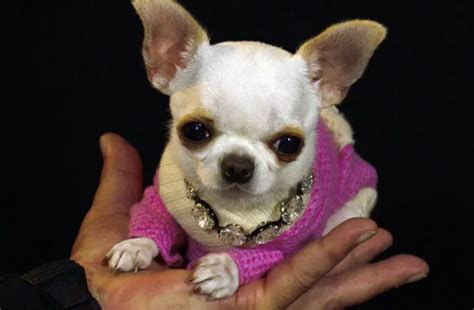 9-centimeter-tall Chihuahua named world’s shortest living dog