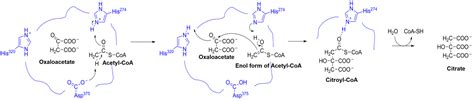 9.1: Basics of metabolism - Chemistry LibreTexts - muktibox.com