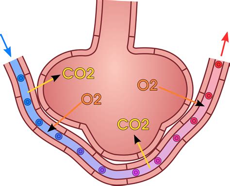 9.2: Systems of Gas Exchange - Biology LibreTexts - muktibox.com
