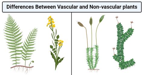 9.8: Vascular Plants - Biology LibreTexts - muktibox.com