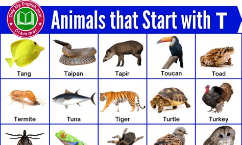 90+ Animals that Start with T