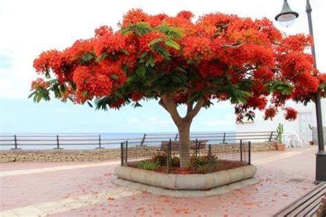 90+ Gambar Flamboyan & Alam Gratis - Pixabay - raincitystudios.com