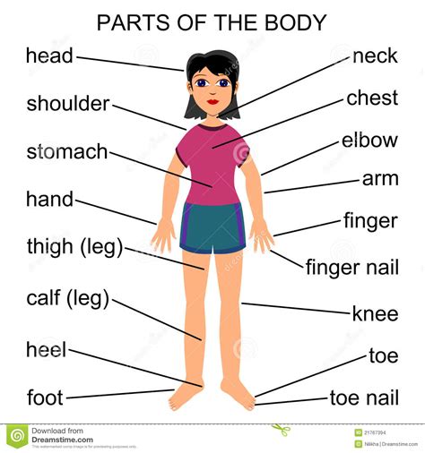 90 Body Parts That Start With S Vocabulary Body Parts Beginning With R - Body Parts Beginning With R