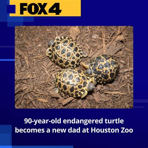 90-year-old critically endangered Houston Zoo turtle becomes first-time dad
