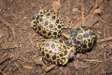90-year-old endangered turtle becomes a new dad at Houston Zoo