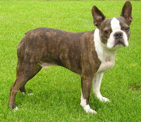 900+ Best Boston Terrier & .... ideas in 2024 - Pinterest