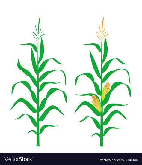 900+ Clip Art Corn Stalk Royalty Free - GoGraph