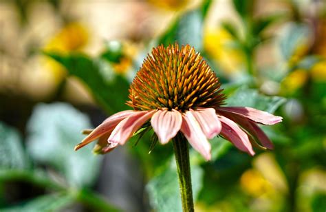 900+ Free Echinacea & Coneflower Images - Pixabay