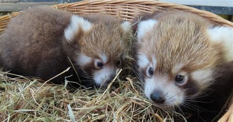 In-Demand Kiara Advani Inspired Bridal Set