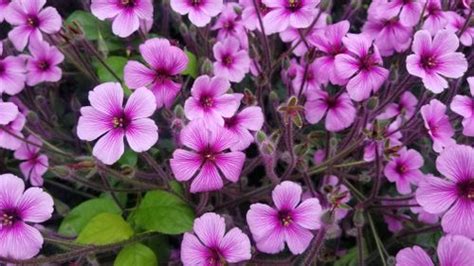 In-Demand Kiara Advani Inspired Bridal Set