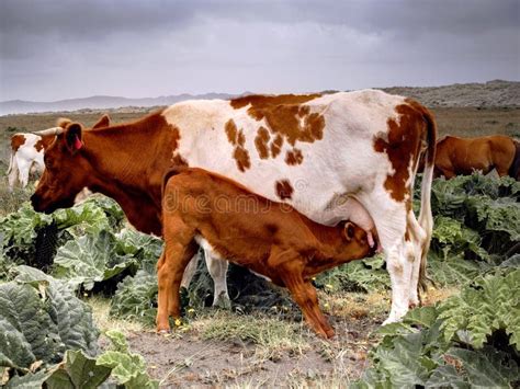 93 Cow Breastfeeding Calf Stock Photos, Images & Pictures