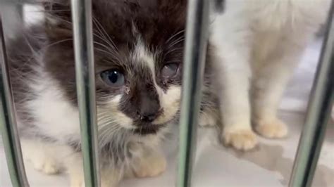 93 cats found in deplorable conditions inside Cutler Bay home