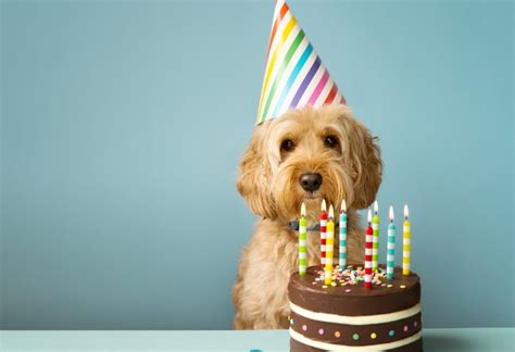 98.3 TRY Social Dilemma: I don't want to bring my family to my mother's dog's b-day party